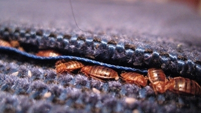 Sve &scaron;to niste znali o dezinsekciji